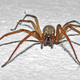 Illustration for article titled Kansas Woman Almost Burns Her Home Down Trying to Kill a Spider